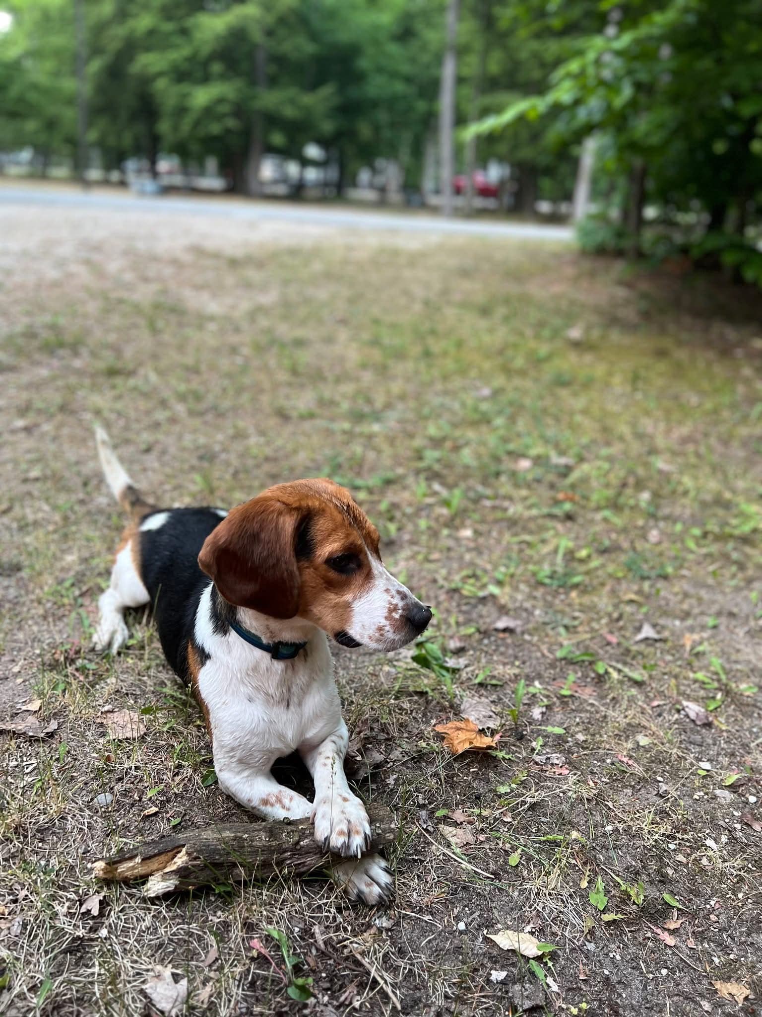 Beagle relaxing in the park