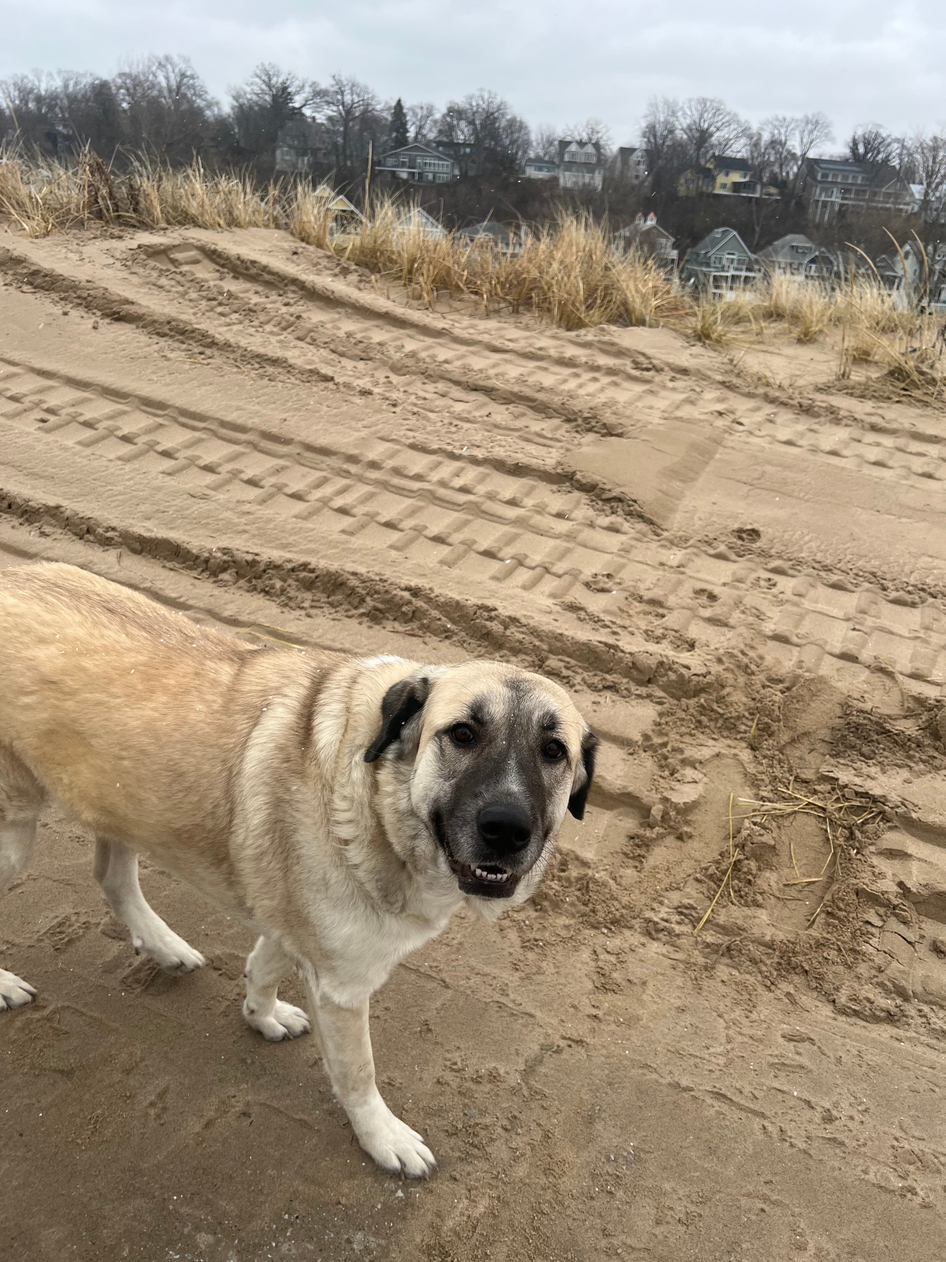Happy dog on the beach